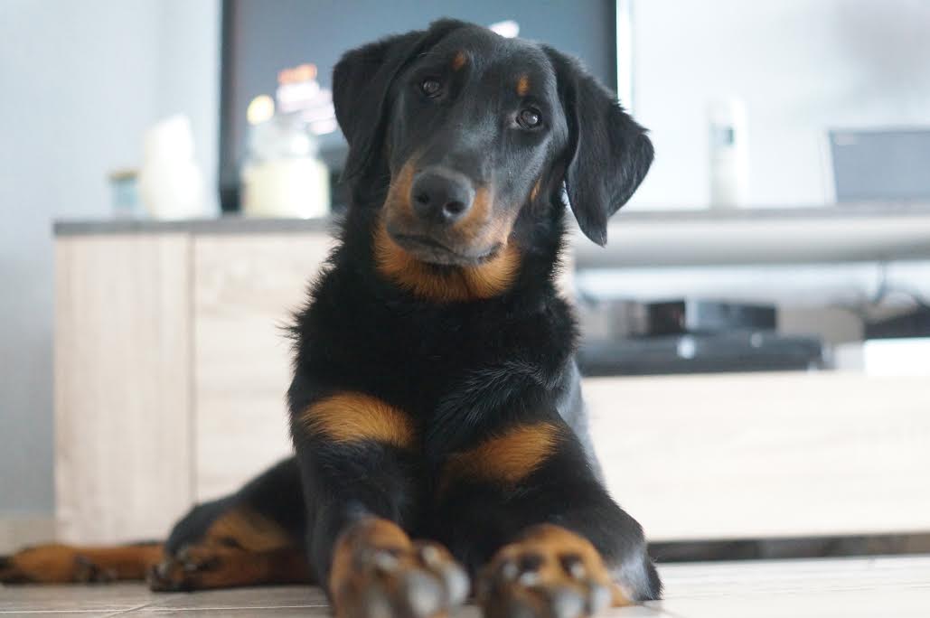 domainedelalicorne.fr photo chien beauceron photo chiot beauceron Elevage de beauceron chiot beauceron pure race élevage du clos de la licorne elevage des gardiens de la licorne elevage beauceron noir et feu authentique gros gabarits élevage de Beauceron familial sérieux et qualité domainedelalicorne.fr suivi des chiots conseil d’éducation chiot propre bas rouge santé caractère spécialiste du beauceron noir et feu ou arlequin chien rustique berger de France  nos chiots sont élevés avec amour et attention notre passion au service de la qualité Beauceron de qualité et sportif domaine de la licorne 04380 BARRAS élevage en liberté éleveur berger de beauce élevage de beauceron de travail 06 11 20 51 93 site domainedelalicorne.fr mail domainedelalicorne@gmail.com
